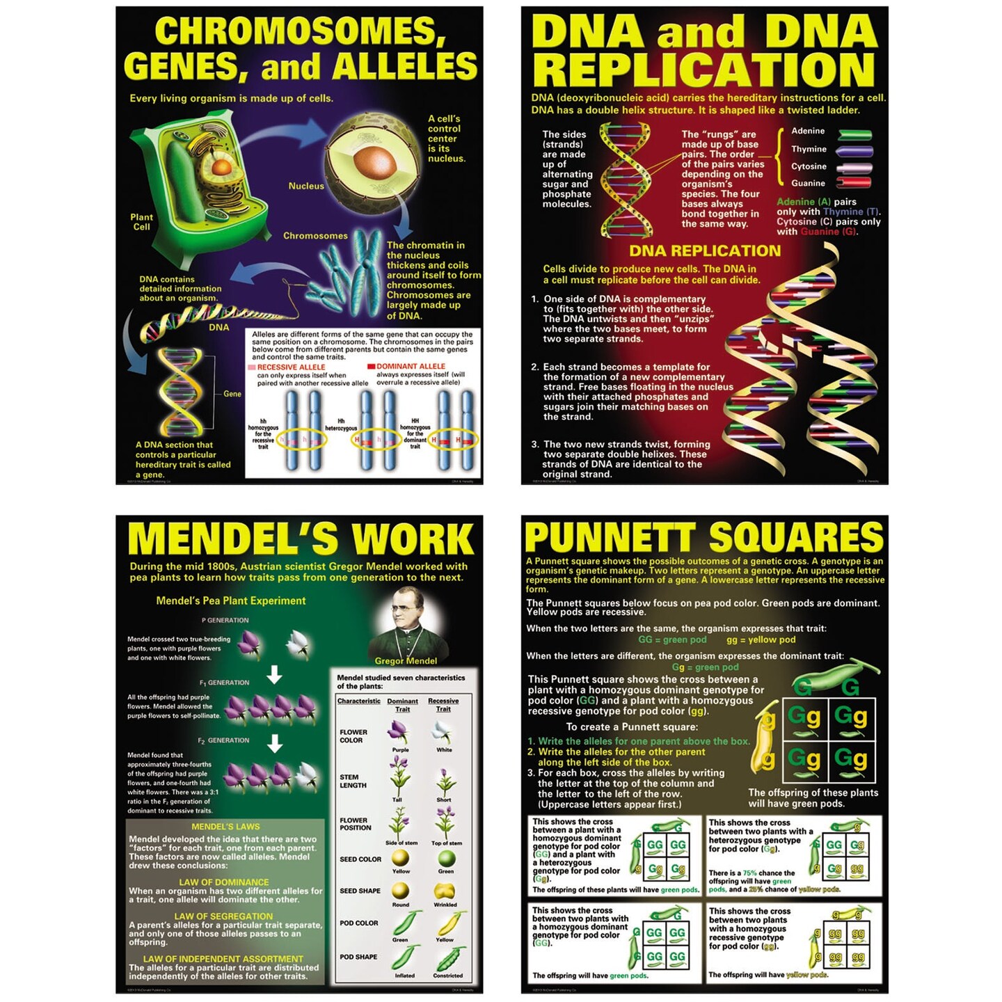 DNA &#x26; Heredity Posters, Set of 4