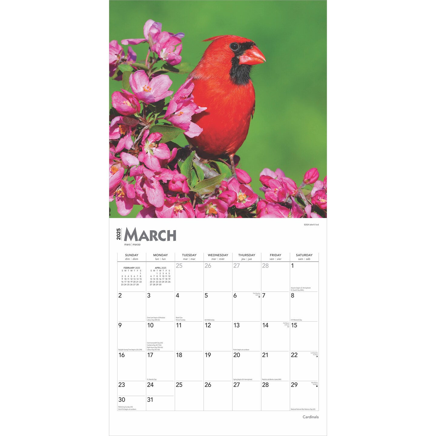 cardinals-2025-12-x-24-inch-monthly-square-wall-calendar-plastic-free-browntrout-animals-wildlife-red-birds-michaels