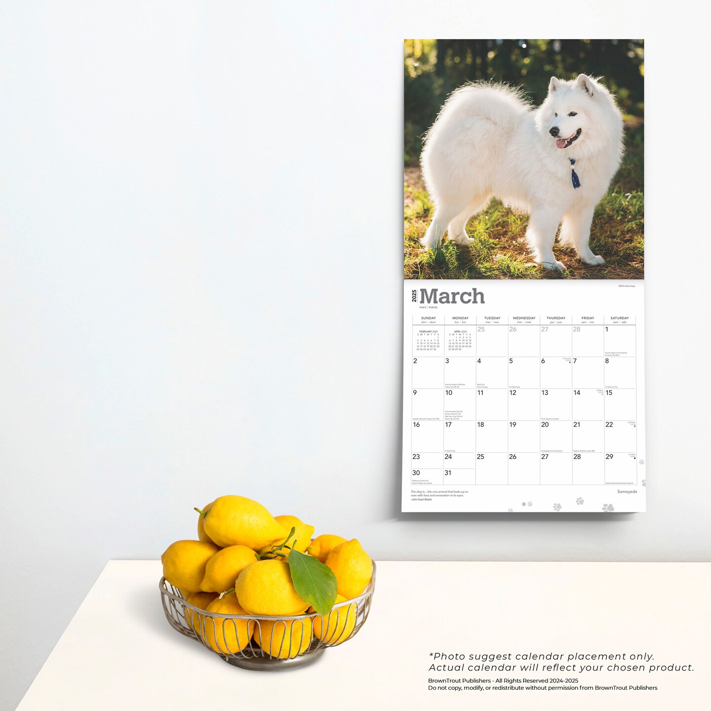 Samoyeds | 2025 12 x 24 Inch Monthly Square Wall Calendar | Plastic-Free | BrownTrout | Animals Dog Breeds