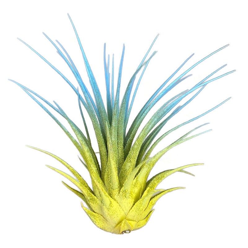 Rainbow Ionantha Guatemala Tillandsia Air Plant, Guatemala Air Plant, Air  Plant, Airplant, Terrarium, Enhanced AirPlants, Blue Yellow | MakerPlace by  Michaels