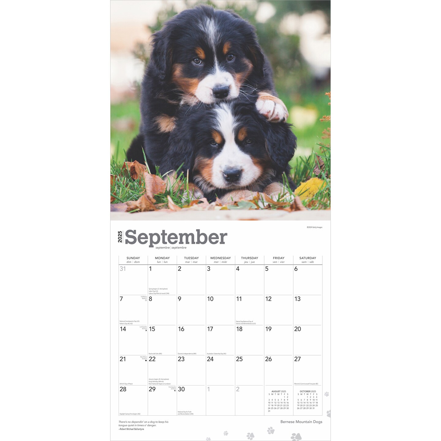 Bernese Mountain Dogs | 2025 12 x 24 Inch Monthly Square Wall Calendar | Plastic-Free | BrownTrout | Animals Breeds