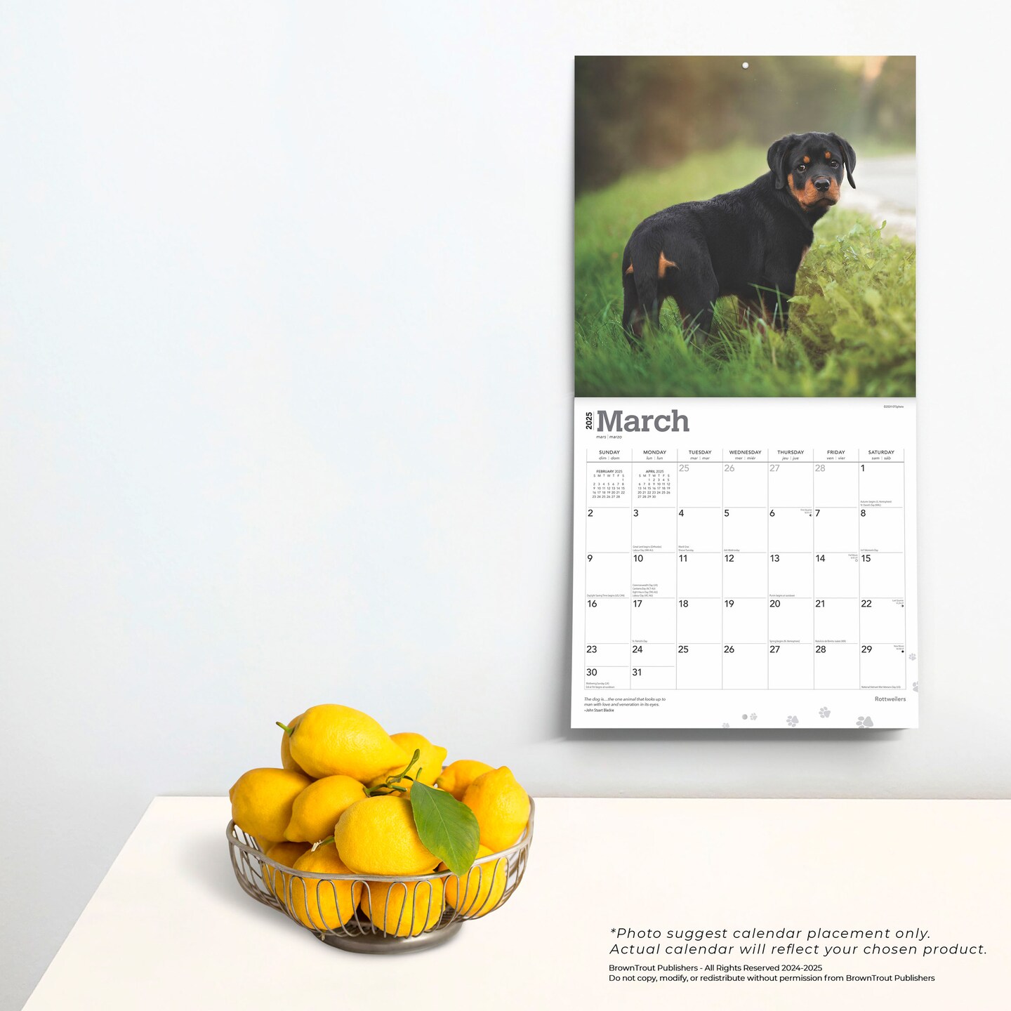 Rottweilers | 2025 12 x 24 Inch Monthly Square Wall Calendar | Plastic-Free | BrownTrout | Animals Dog Breeds
