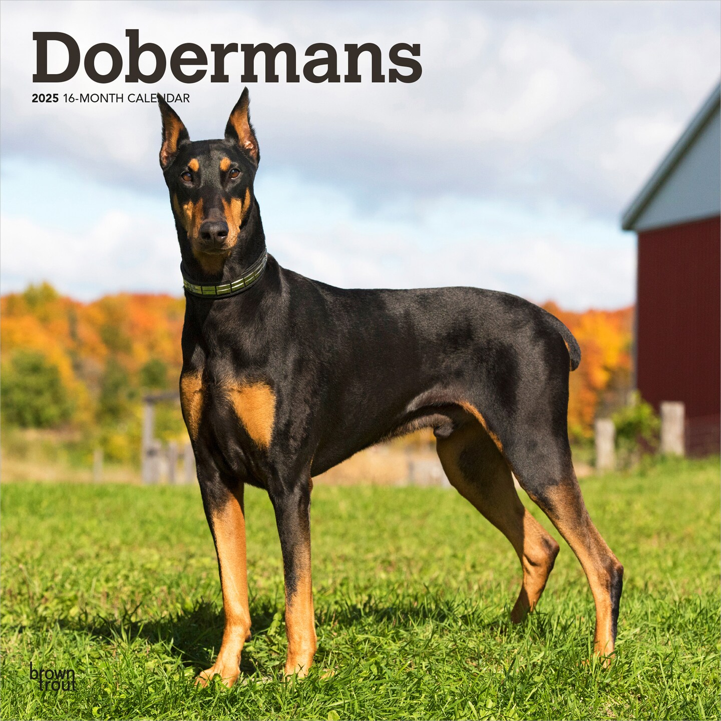 Dobermans 2025 12 x 24 Inch Monthly Square Wall Calendar Plastic