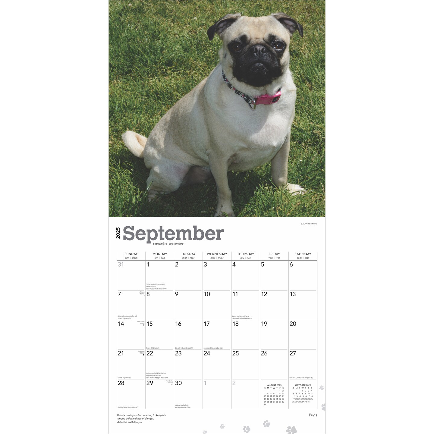 Pugs | 2025 12 x 24 Inch Monthly Square Wall Calendar | Plastic-Free | BrownTrout | Animals Dog Breeds