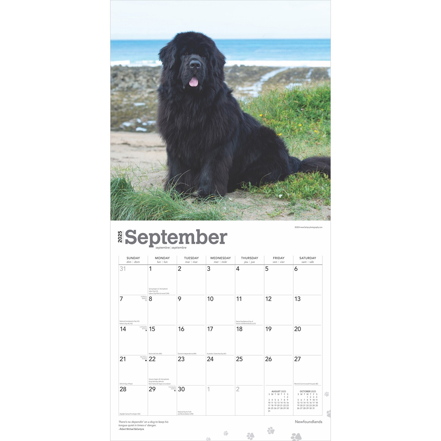 Newfoundlands | 2025 12 x 24 Inch Monthly Square Wall Calendar | Plastic-Free | BrownTrout | Animals Dog Breeds