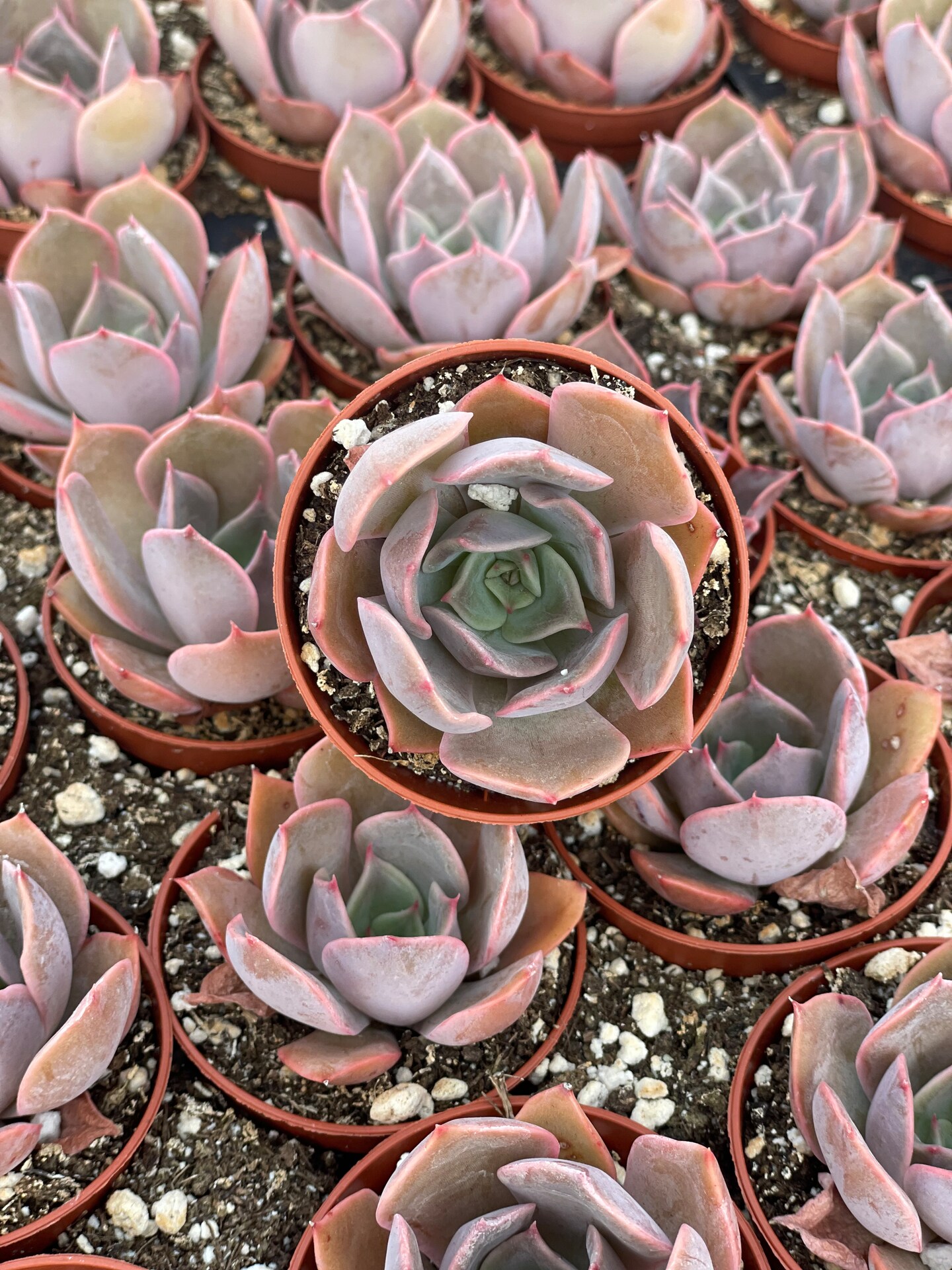 Echeveria Costa | MakerPlace by Michaels