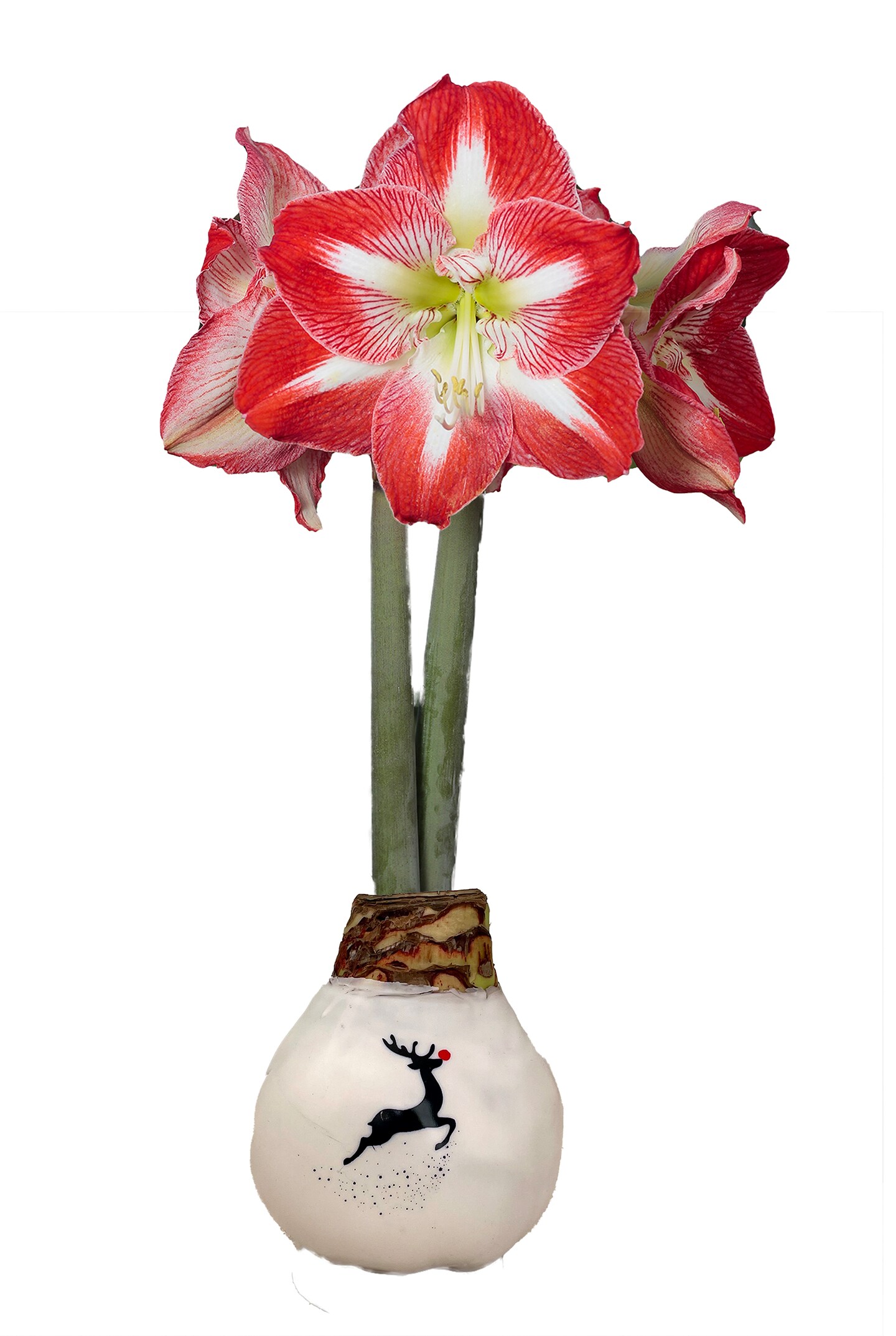 Rudolph Reindeer Minerva Waxed Jumbo Amaryllis - Holiday Blooms