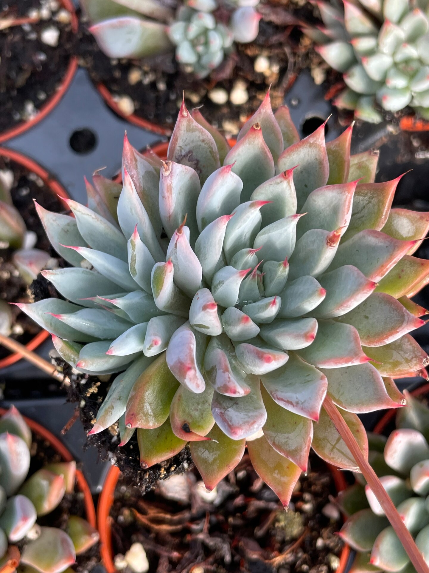 Echeveria Grande Cinza | MakerPlace by Michaels