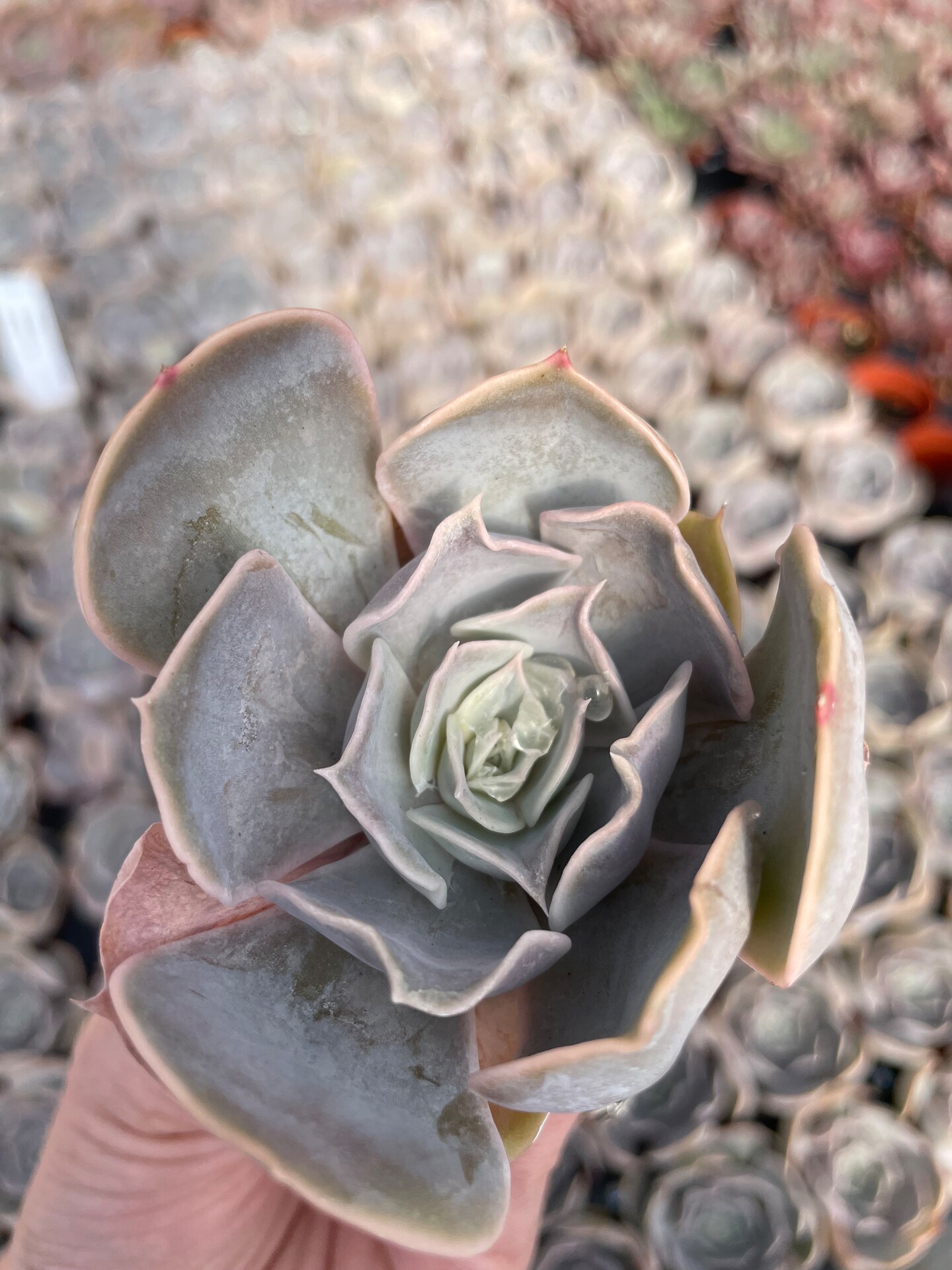 Echeveria Big Lilac | MakerPlace by Michaels