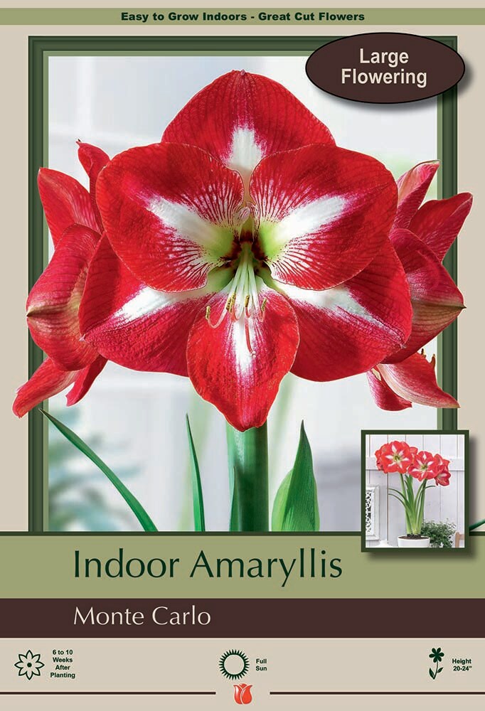 Monte Carlo Amaryllis - Large Flowering - 34/+ cm Bulb