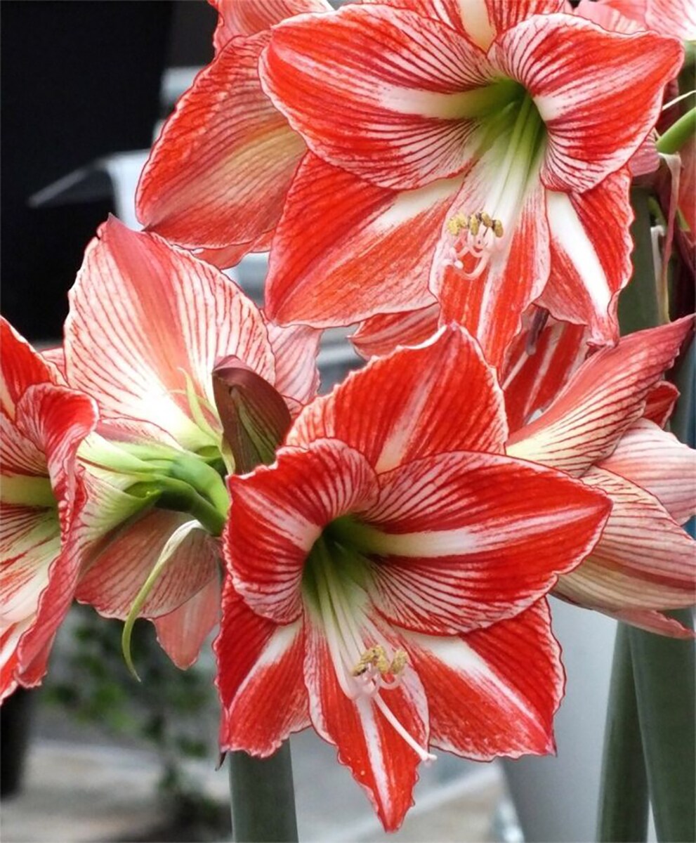 Fairytale Amaryllis Bulb - 26/28cm Bulb