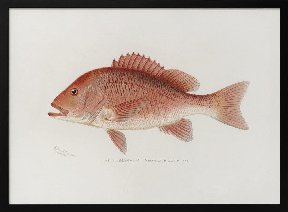 Red Snapper - Sherman F. Denton 24x36 Black Framed Art | Home or Office Art