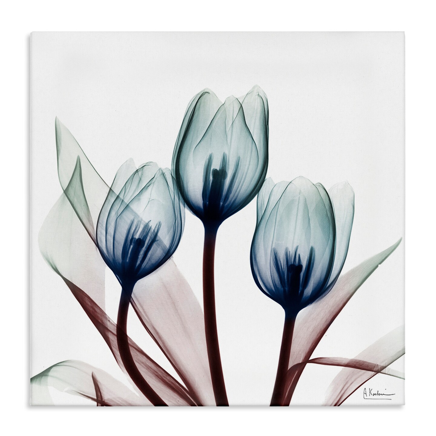 Stupell Industries Chic Blue Translucent Tulips Canvas Design by Albert Koetsier