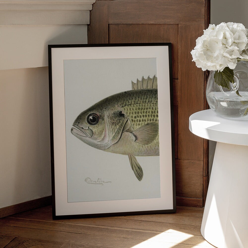 Rock Bass Crop - Sherman F. Denton 24x36 Black Framed Art | Home or Office Art