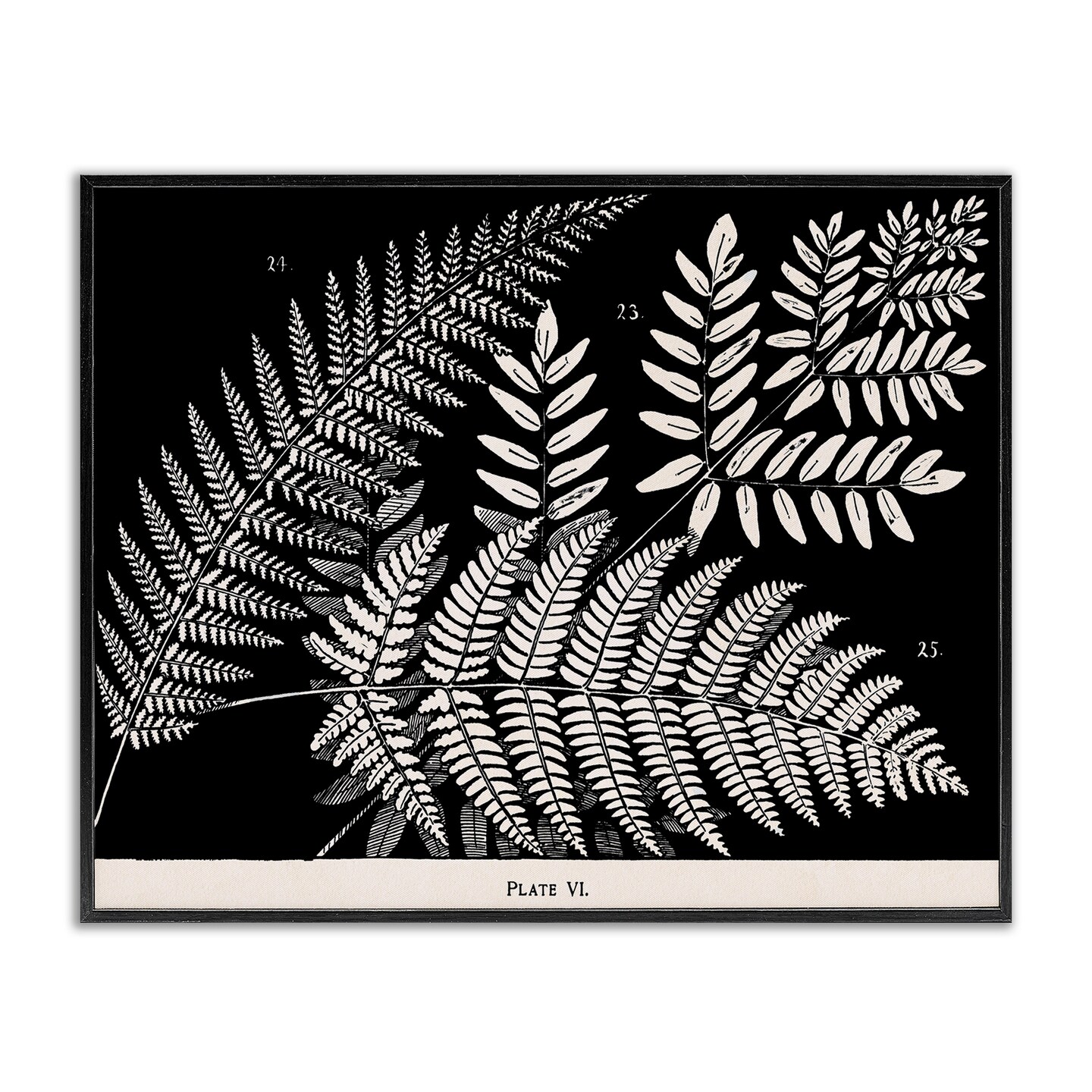 Stupell Industries Fern Varieties on Black Framed Giclee Design by Phillipa Katz