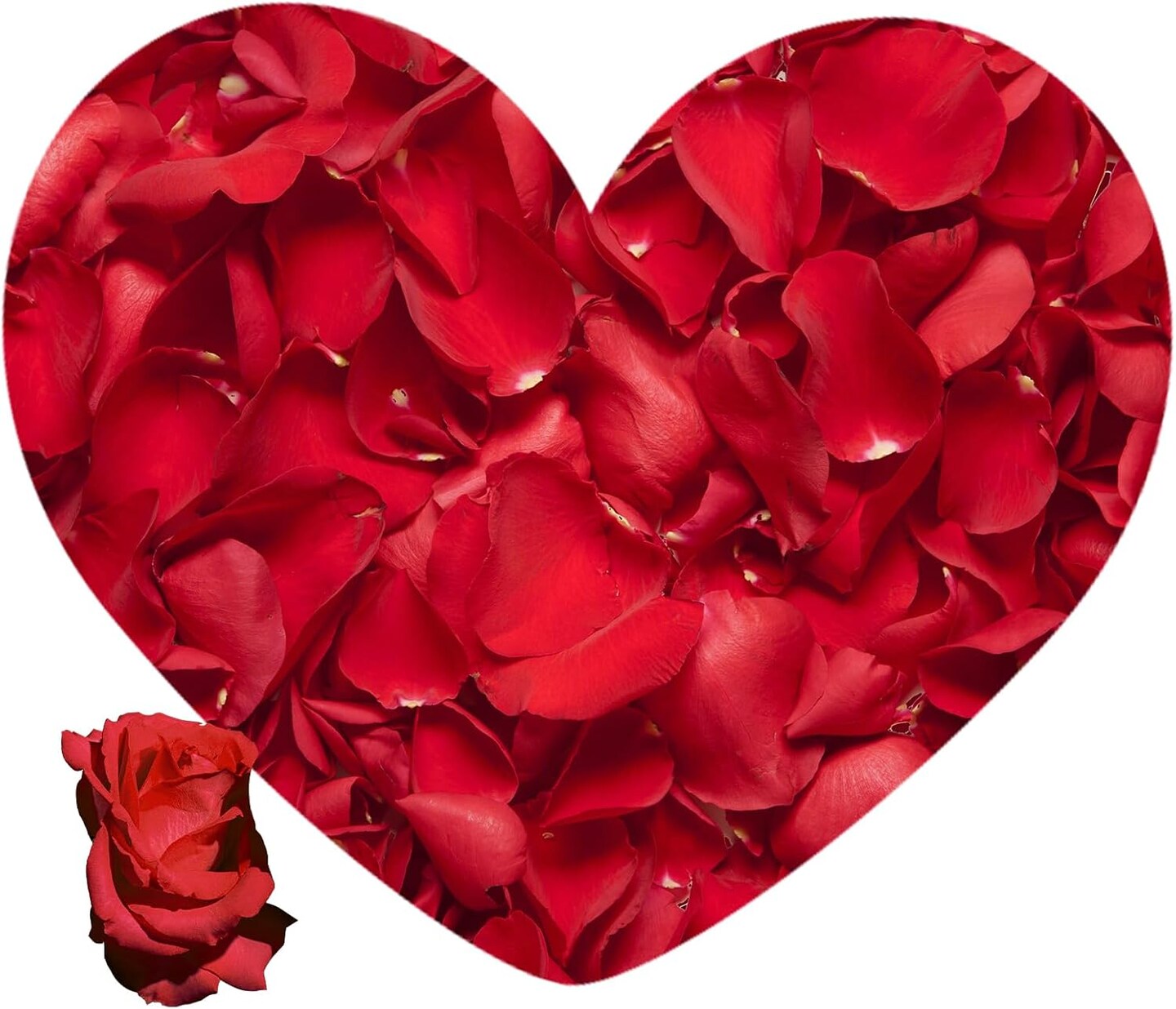 Dried Rose Petals Wedding Biodegradable Petals, Natural Preservation Real Flower Petals