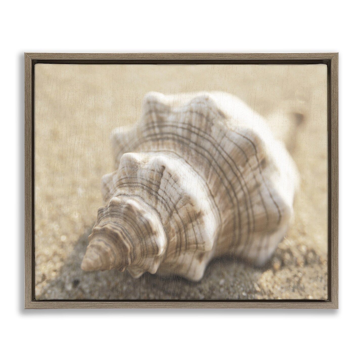 Stupell Industries Neutral Tone Conch Shell Floating Frame Design by Dora Rotondella