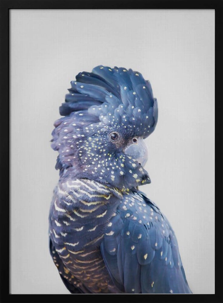 Black Cockatoo - Kathrin Pienaar 24x36 Black Framed Art | Home or Office Art