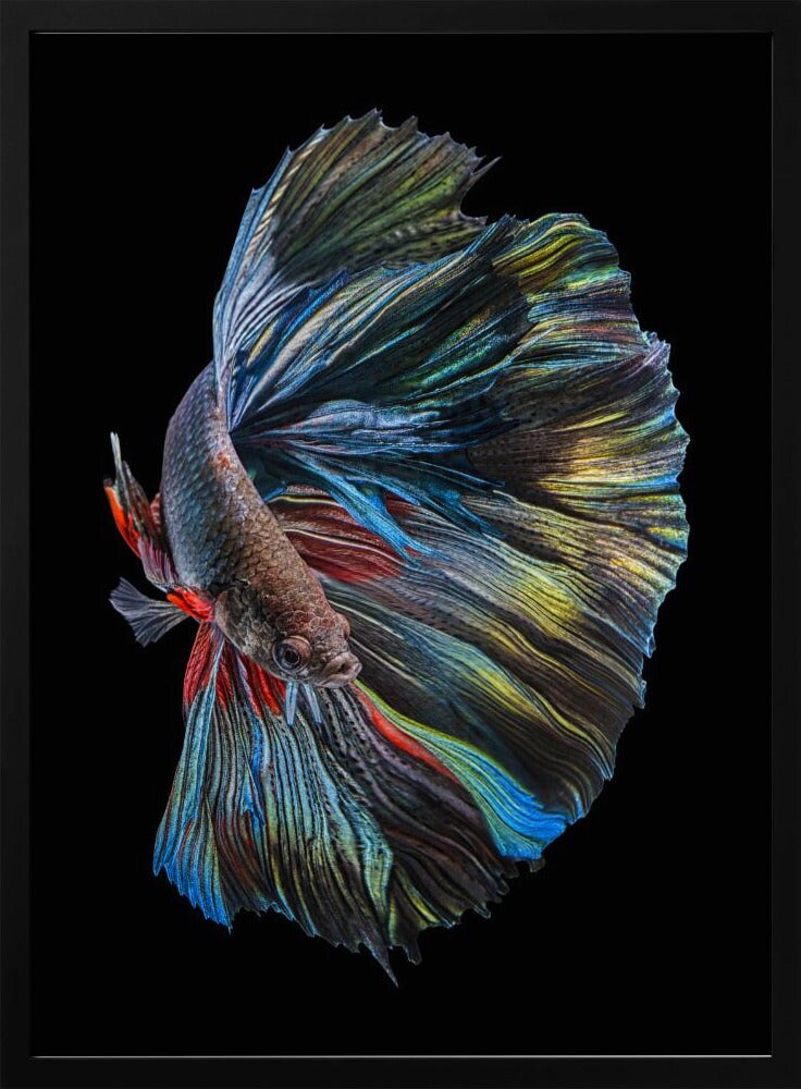 The  Betta Fish - Andi Halil 24x36 Black Framed Art | Home or Office Art