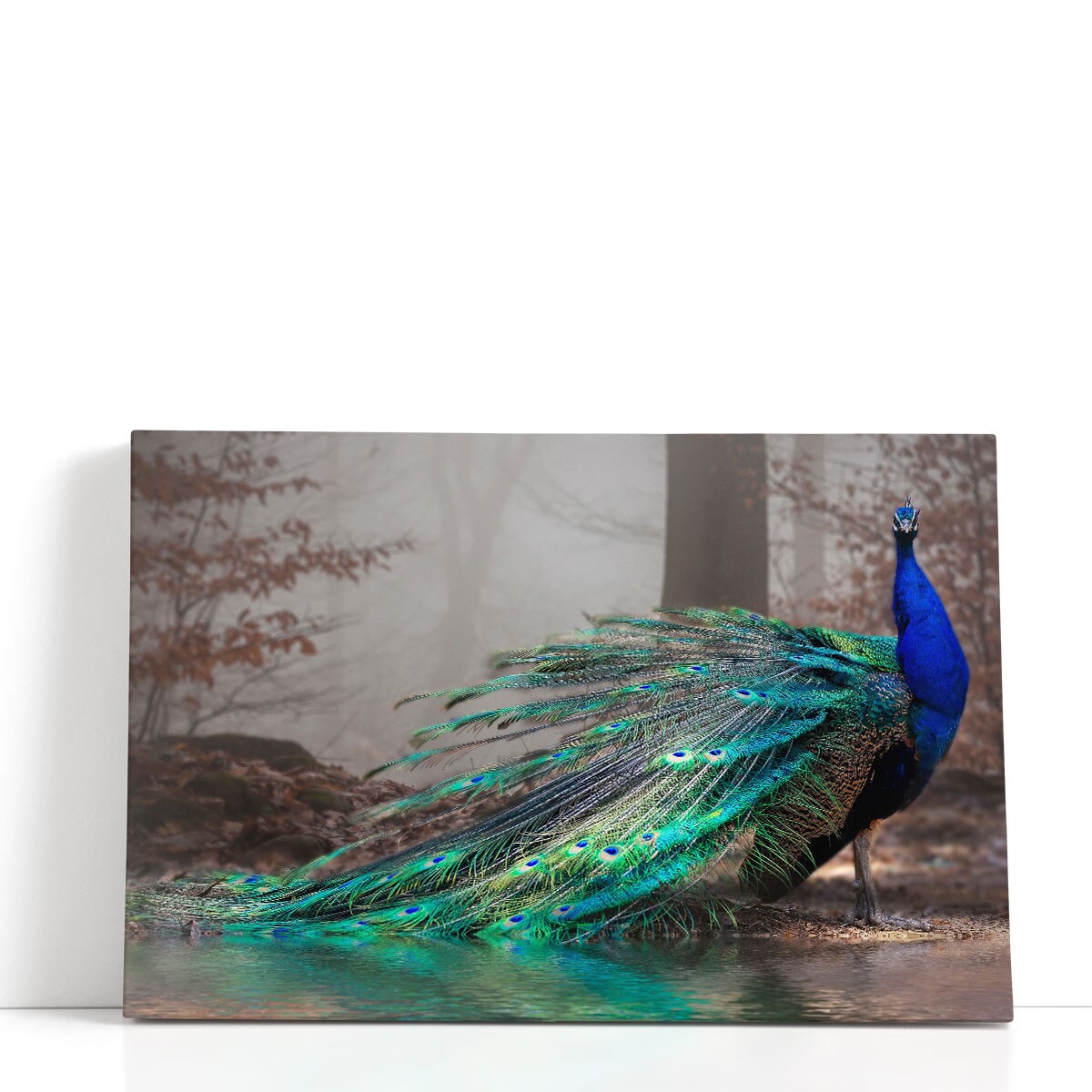 Peacock Lakeshore Photography Canvas Print – Framed Green Blue