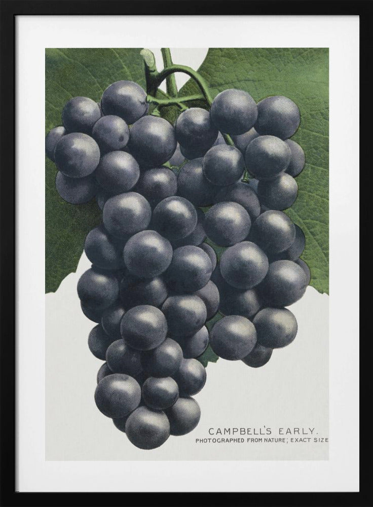 Campbell&#x27;s Early Grape Lithograph by Botanical Specimen Rochester Lithographing Framed Art