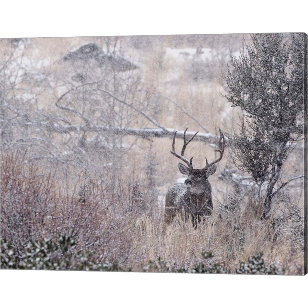 Mule Deer Buck - Steens Mountain by Larry McFerrin 20" x 16" Canvas Wall Art