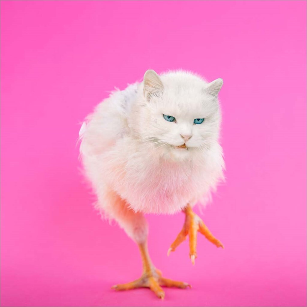 Cachicken by Pixelmated Animals 12&#x22; x 12&#x22; Canvas Wall Art