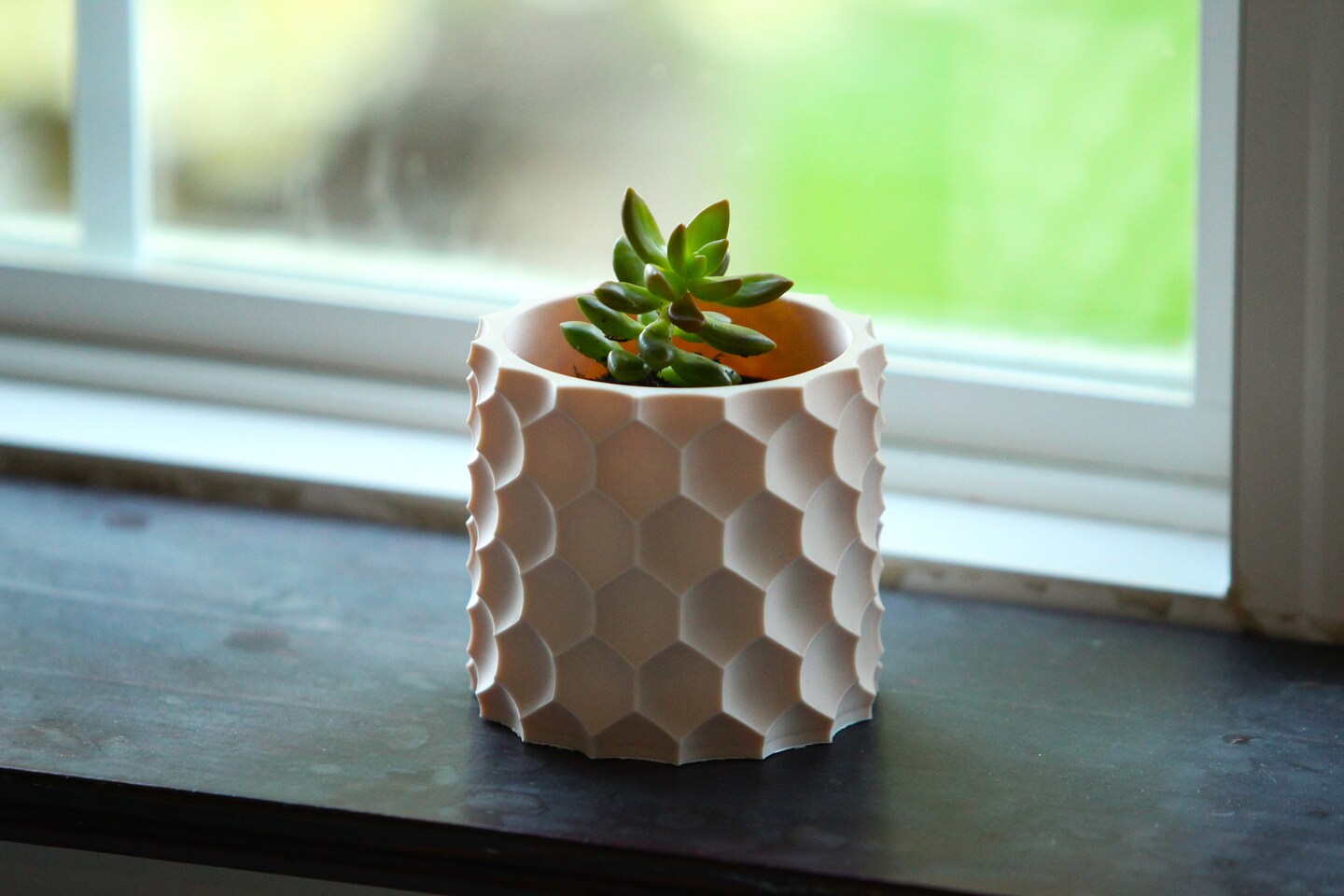 money tree plant pots Braided Money Tree, Potted