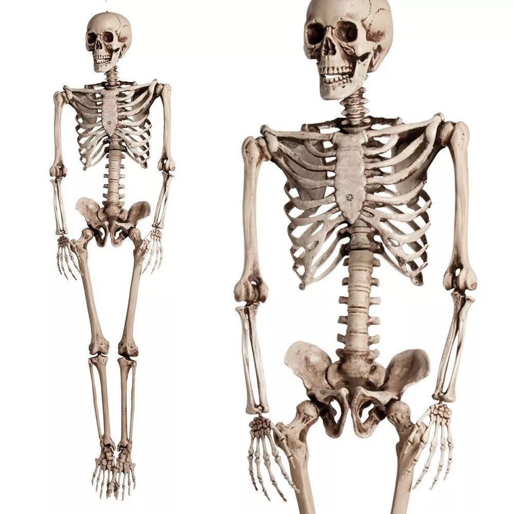 5.6ft Halloween Human Poseable Skull Skeleton