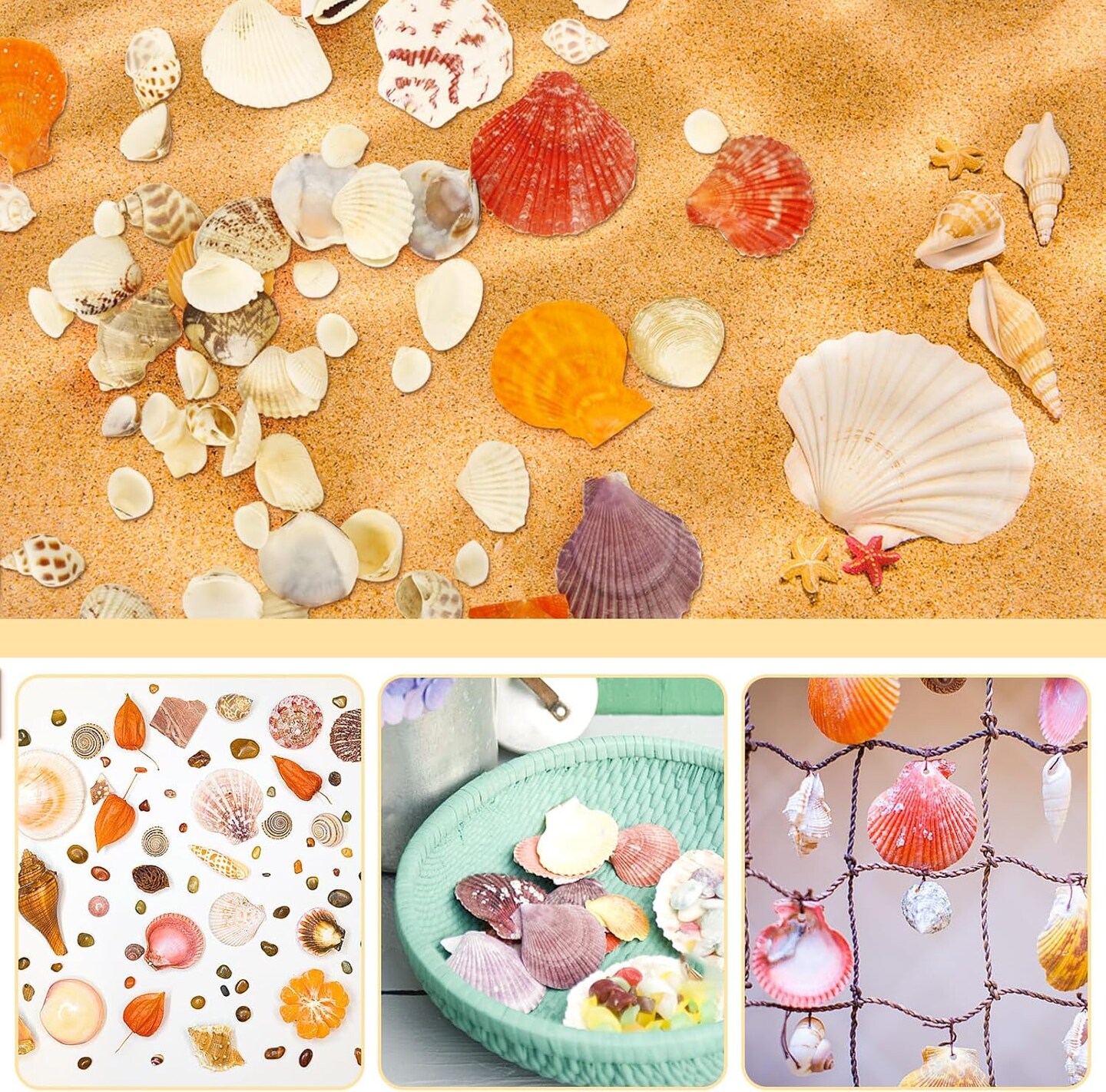 100+ Pcs Beach Seashells