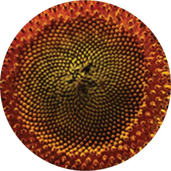 Sunflower Wreath Center