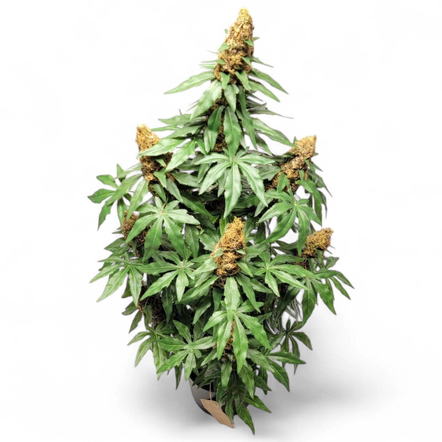 40" Artificial Marijuana Plant - Fake Weed Cannabis XXL (420) Decoration | FAUX-20 product 6