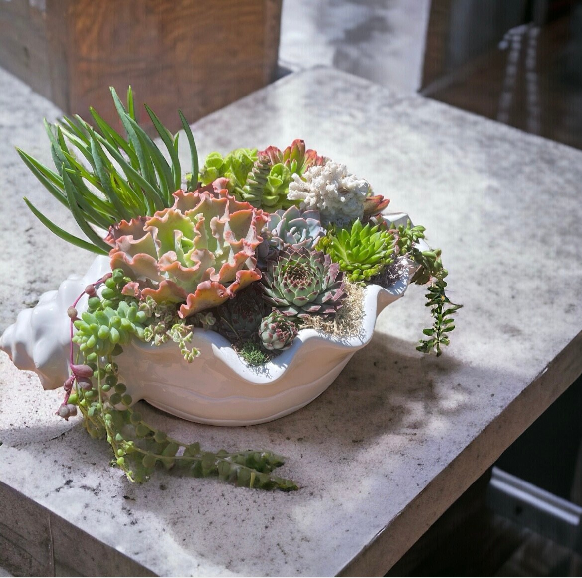 Knobbed Whelk Seashell Planter + Live store Succulent Arrangement. X-Large (7