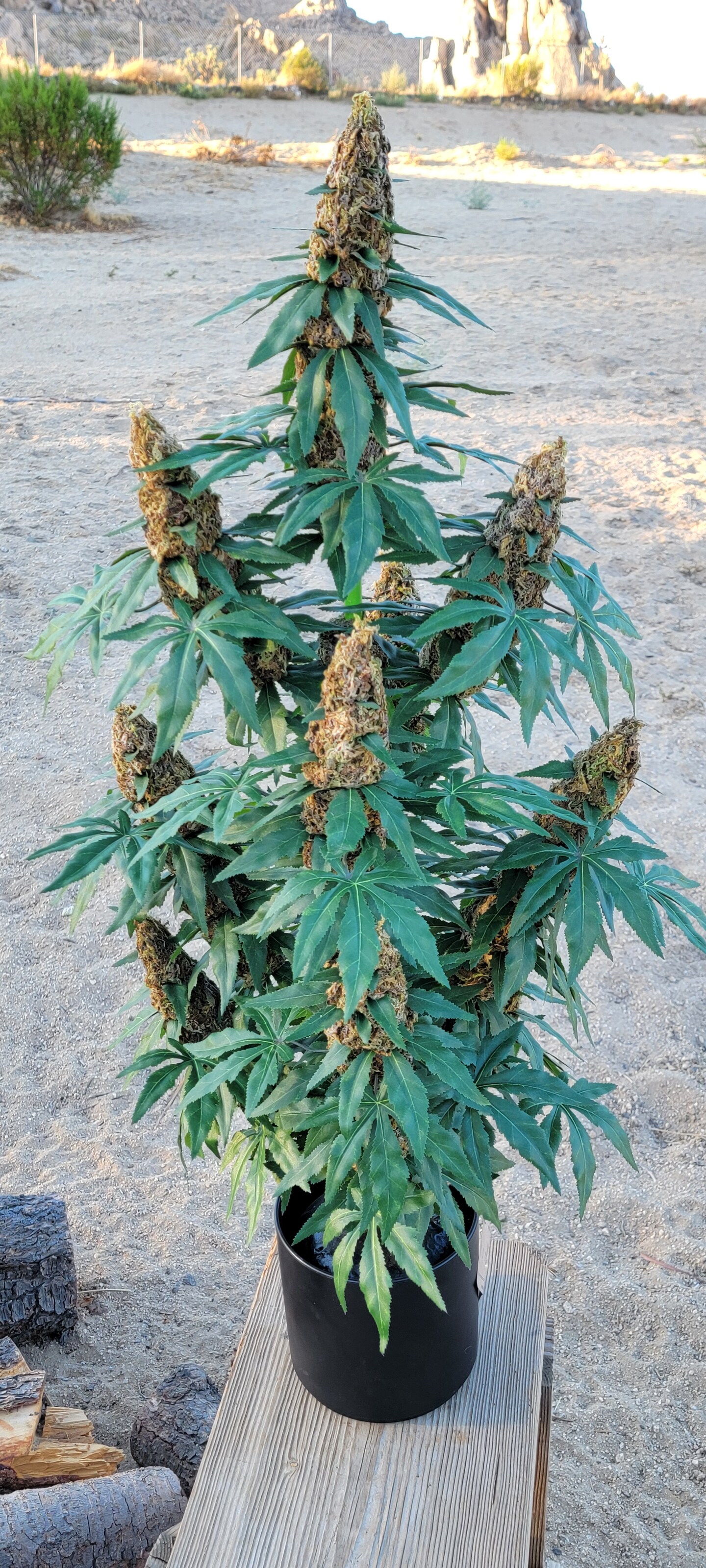 40" Artificial Marijuana Plant - Fake Weed Cannabis XXL (420) Decoration | FAUX-20 - image8