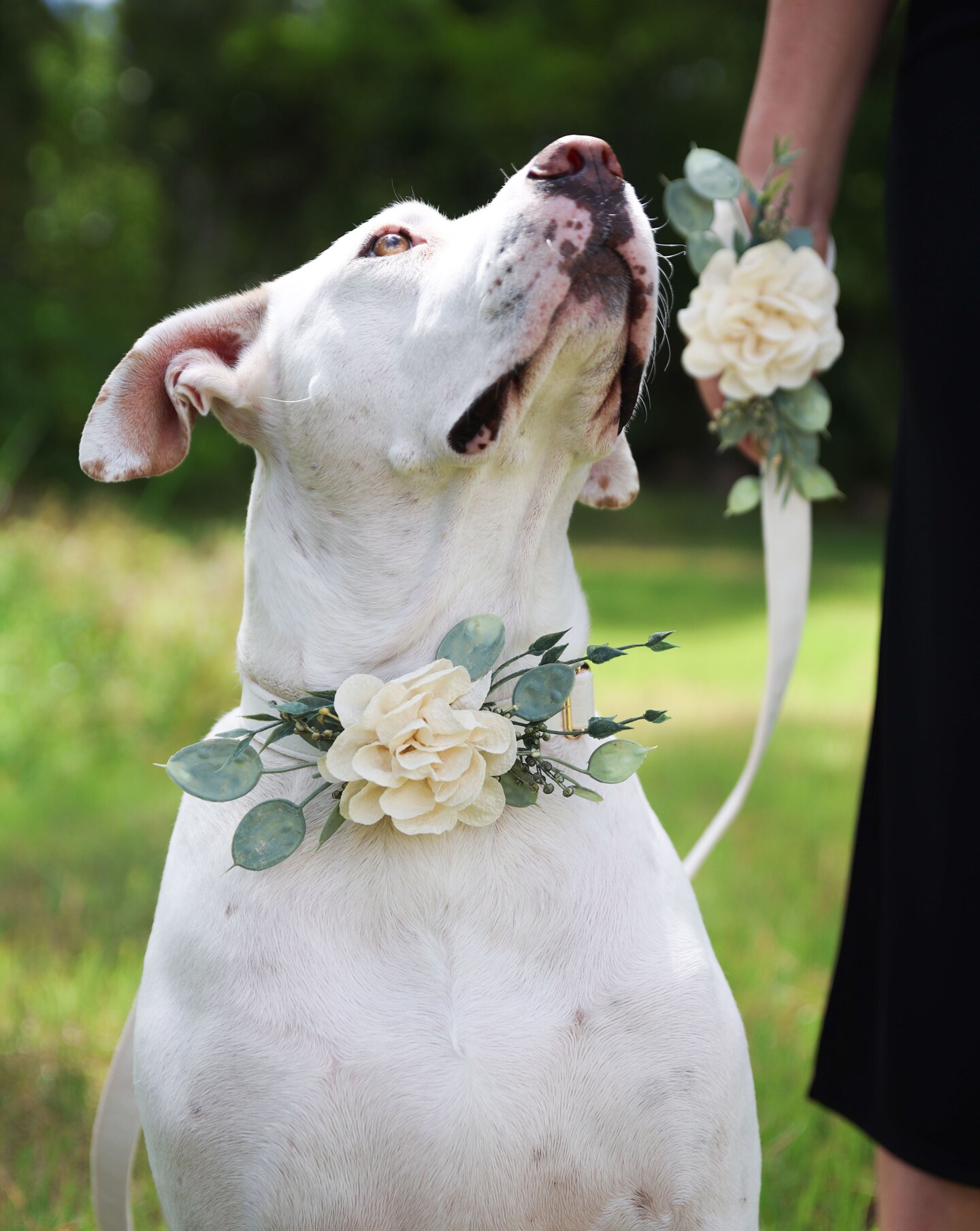 Corsage for Wedding Dog Collar Pet Collar Florals Dog Flower Girl or Boy