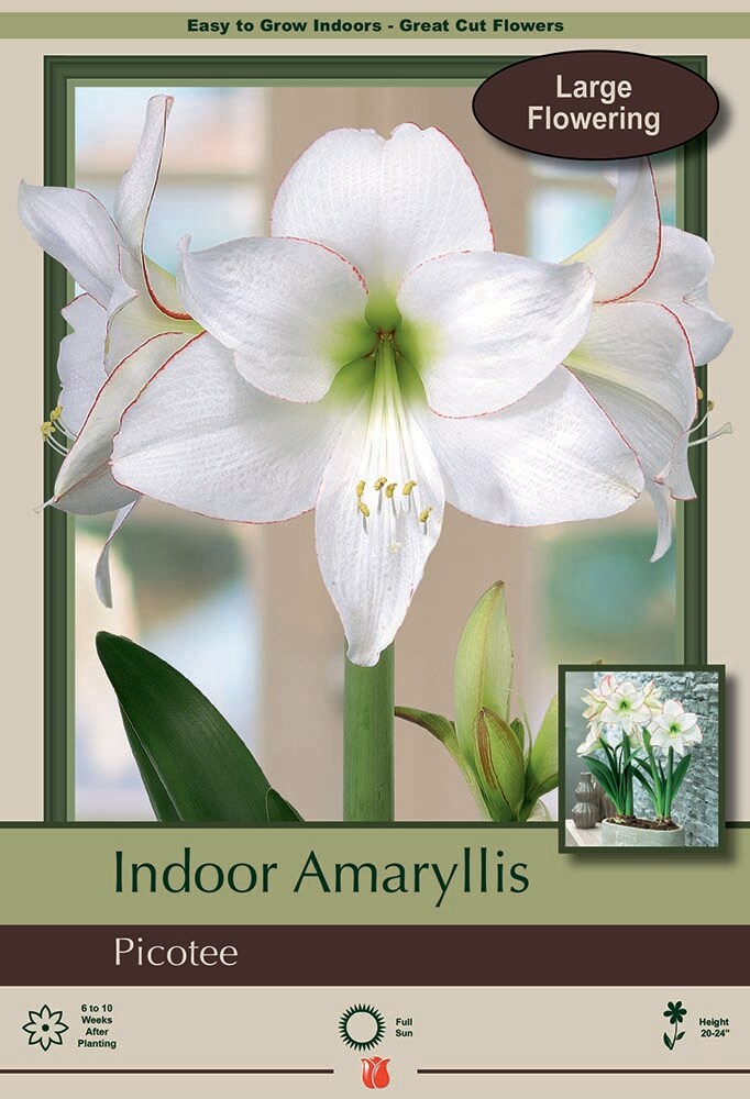 Picotee Amaryllis Bulb 30/32cm - Immediate Shipping/Holiday Blooms