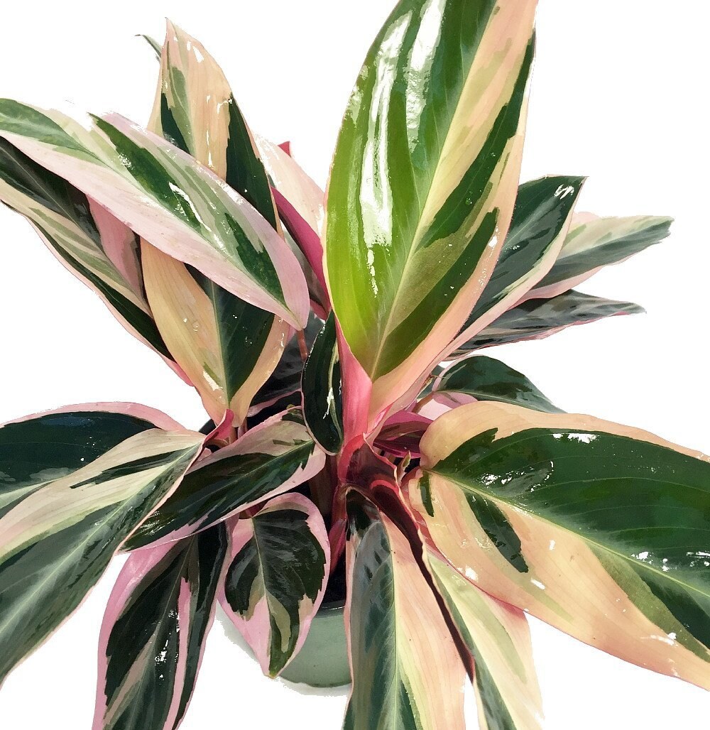 Tricolor Prayer Plant - Stromanthe triostar -  4&#x22; Pot - Live Plant