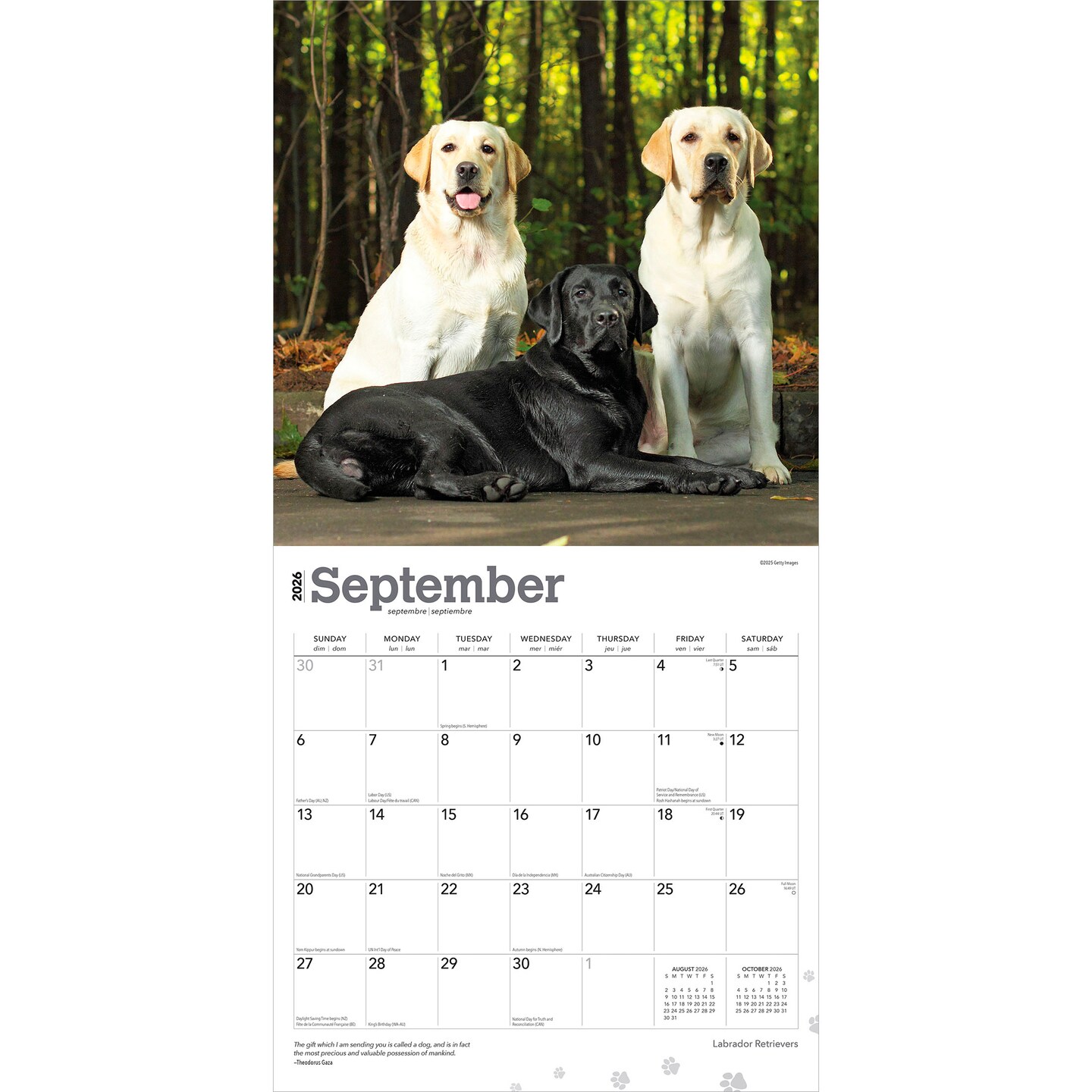 Labrador Retrievers | 2026 12 x 24 Inch (Hanging) Monthly Square Wall Calendar | Plastic-Free