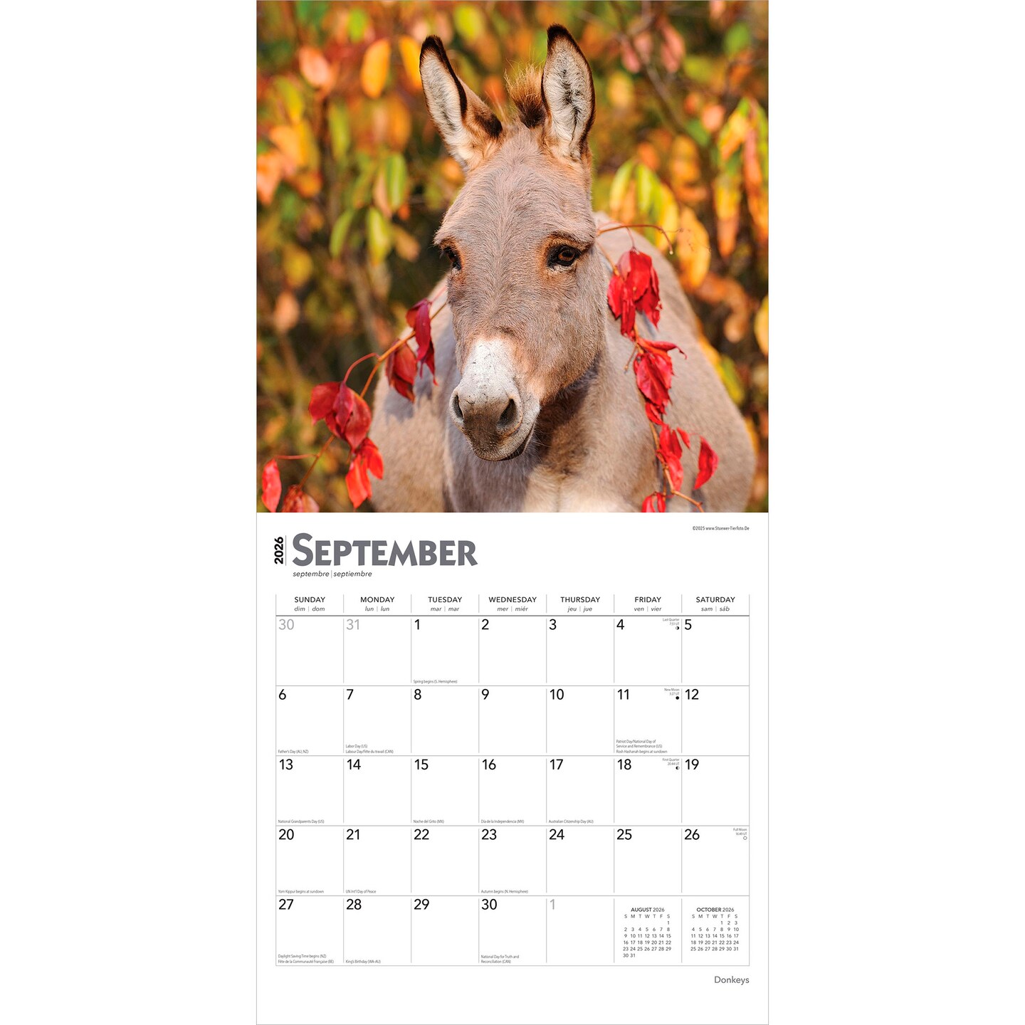 Donkeys | 2026 12 x 24 Inch (Hanging) Monthly Square Wall Calendar | Plastic-Free