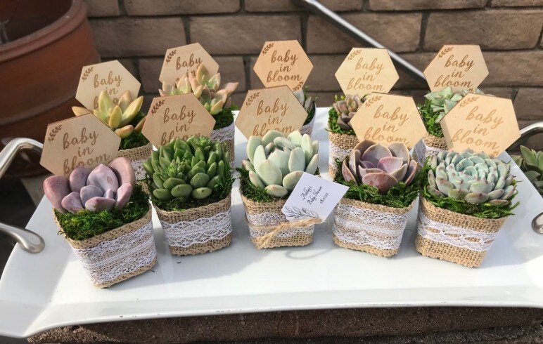 2" Baby in bloom live succulent favors, baby showers favors, sprinkle favors,  baby in bloom theme | MakerPlace by Michaels