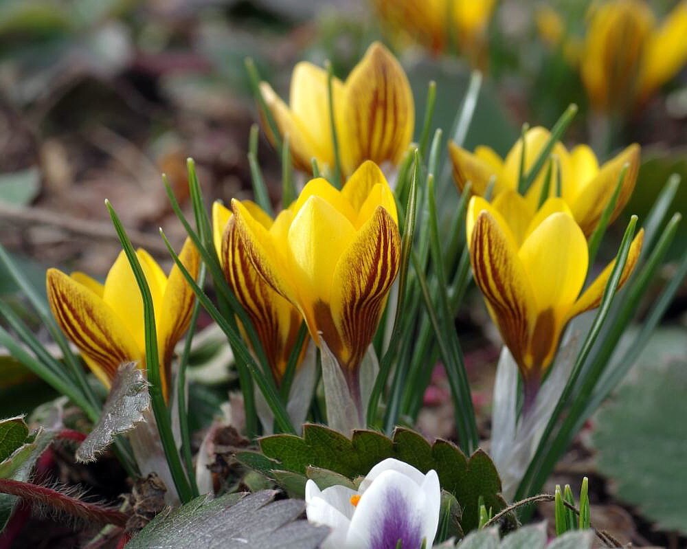 Fuscotinctus Snow Crocus - Perennial - 5/+ cm - 20 Bulbs