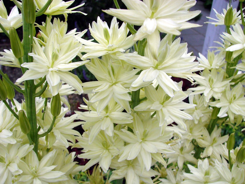White Camas Lily - Camassia leichtlinii Alba - 4 Bulbs - Hardy - 14/+ cm Bulbs