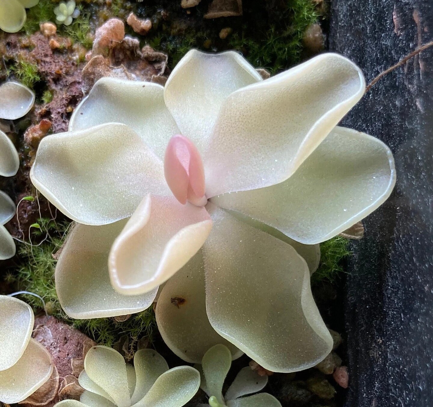 Pinguicula x "Pirouette" butterwort hybrid - Rare Live Carnivorous Plant |  MakerPlace by Michaels