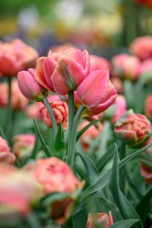 Copper Image Double Late Tulip - 5 Bulbs - 12/+ cm Bulbs
