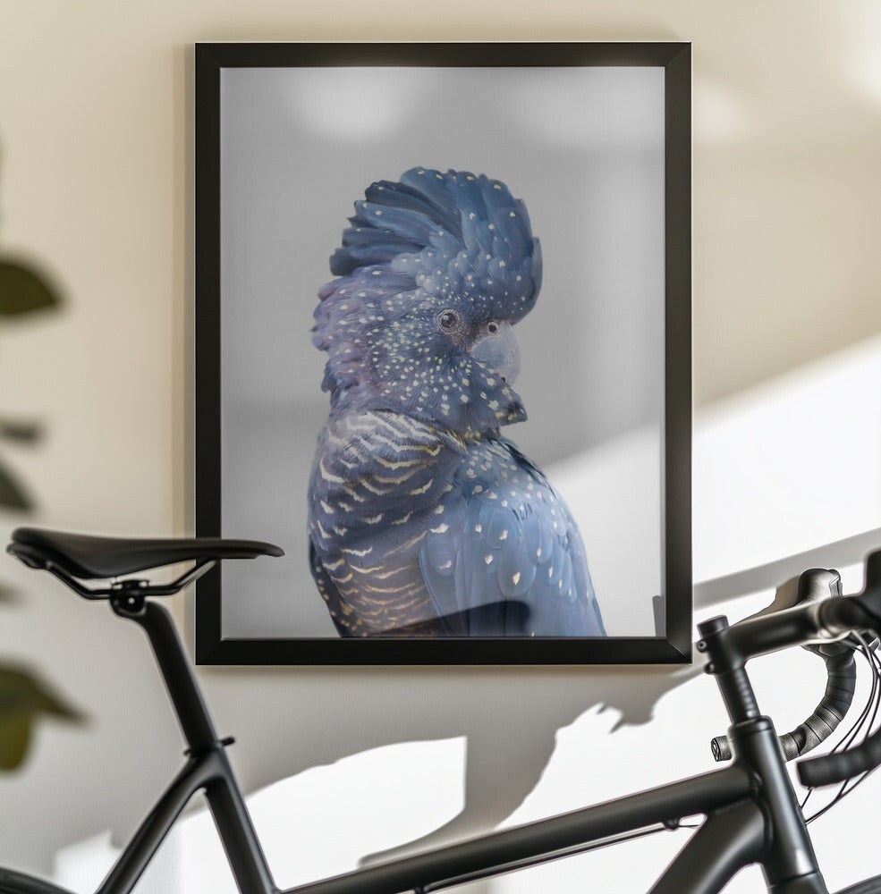 Black Cockatoo - Kathrin Pienaar 24x36 Black Framed Art | Home or Office Art