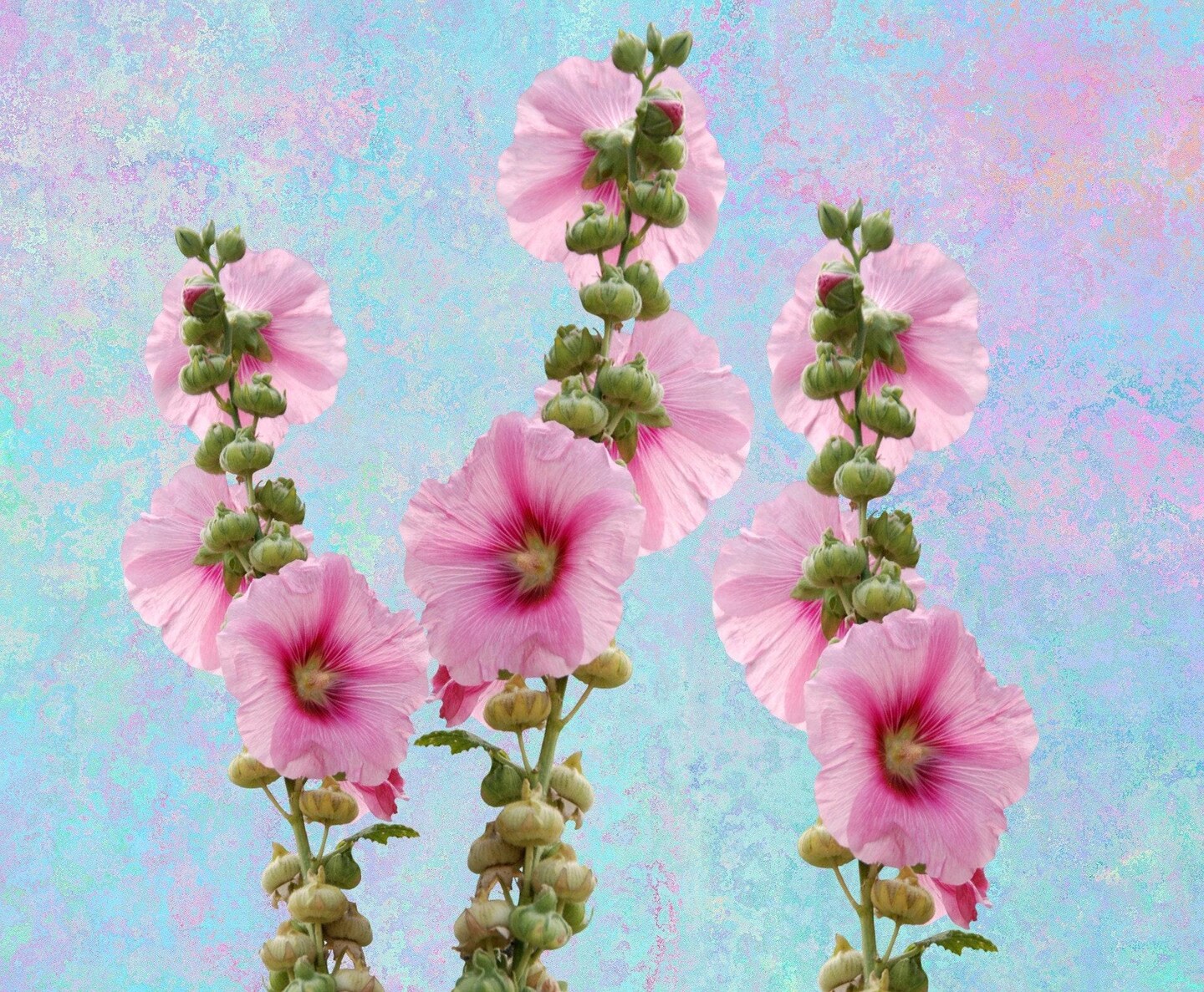 【本人直筆サイン付】Carol Pugh 水彩画 Hollyhocks Floral Artwork. Hollyhocks Art Original Watercolor Painting