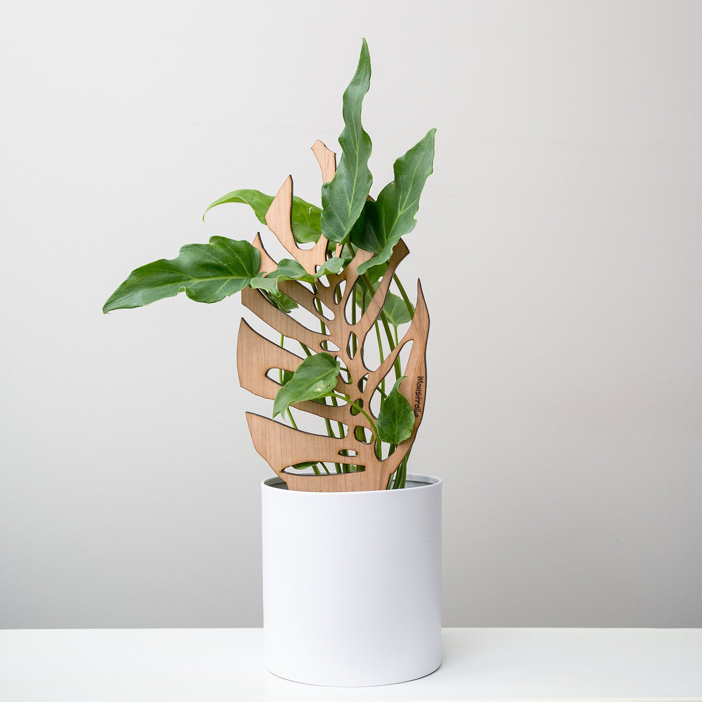 princess pink philodendron Philodendron 'Pink Princess' | Indoor Plant | Tropical Plant | Potted Plant