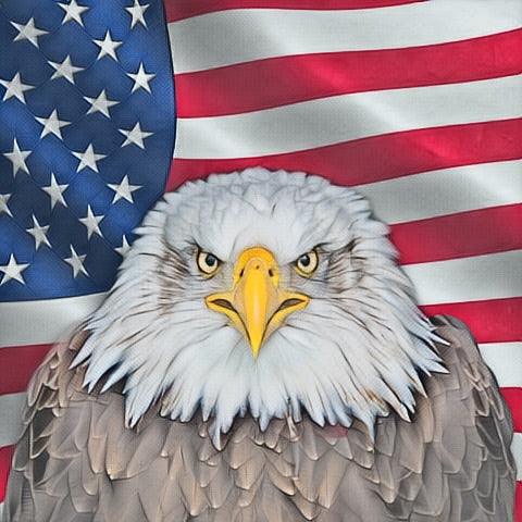 Bald eagle USA framed art home wall decor 19x19