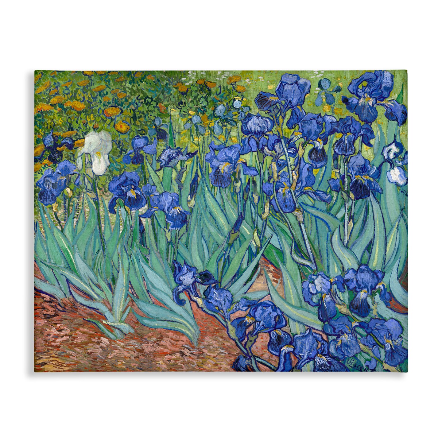 Stupell Industries Classic Van Gogh Irises Canvas Wall Art Design by one1000paintings