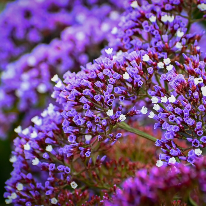 Sea Lavender &#x26; Musk - Premium Fragrance Oil